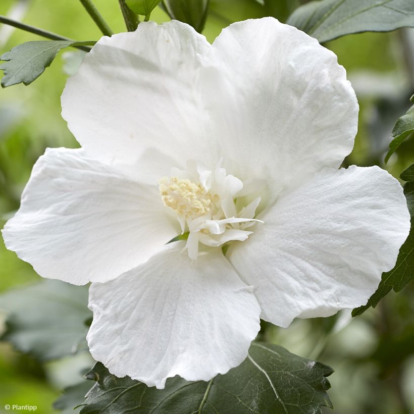 Syyrianhiiskus Flower Tower White (Kukinta)