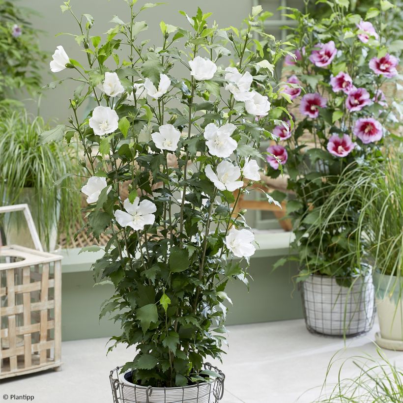 Syyrianhiiskus Flower Tower White (Kasvutapa)