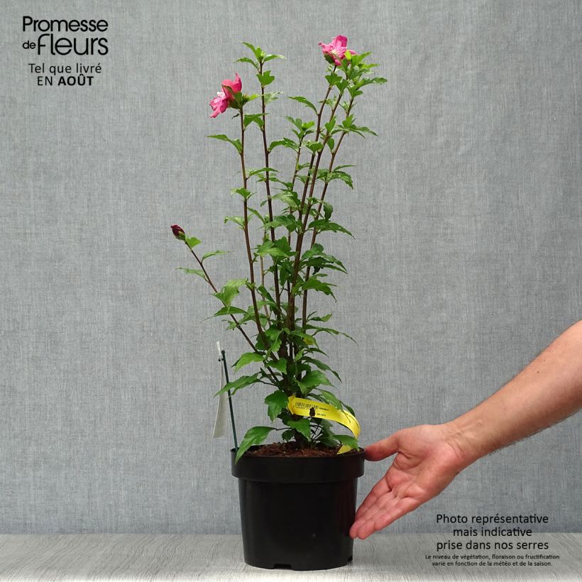 Esimerkki kesällä toimitetusta Syyrianhiiskus Freedom Pot de 3L/4L-taimesta