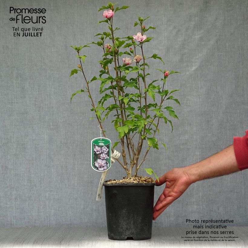 Esimerkki kesällä toimitetusta Syyrianhiiskus French Cabaret Pastel Pot de 3L/4L-taimesta