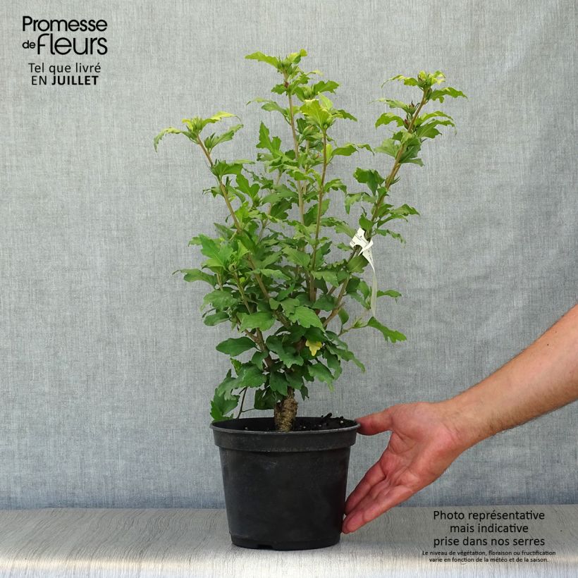 Esimerkki kesällä toimitetusta Syyrianhiiskus Hamabo Pot de 3L/4L-taimesta
