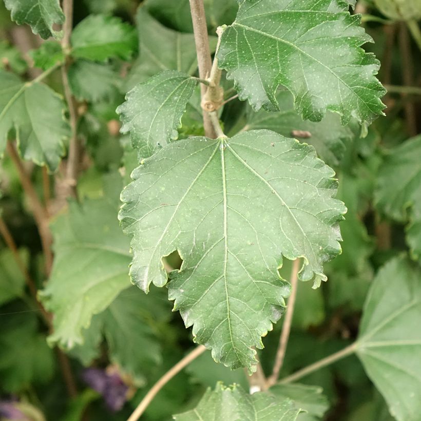 Syyrianhiiskus Sangria (Lehvistö)