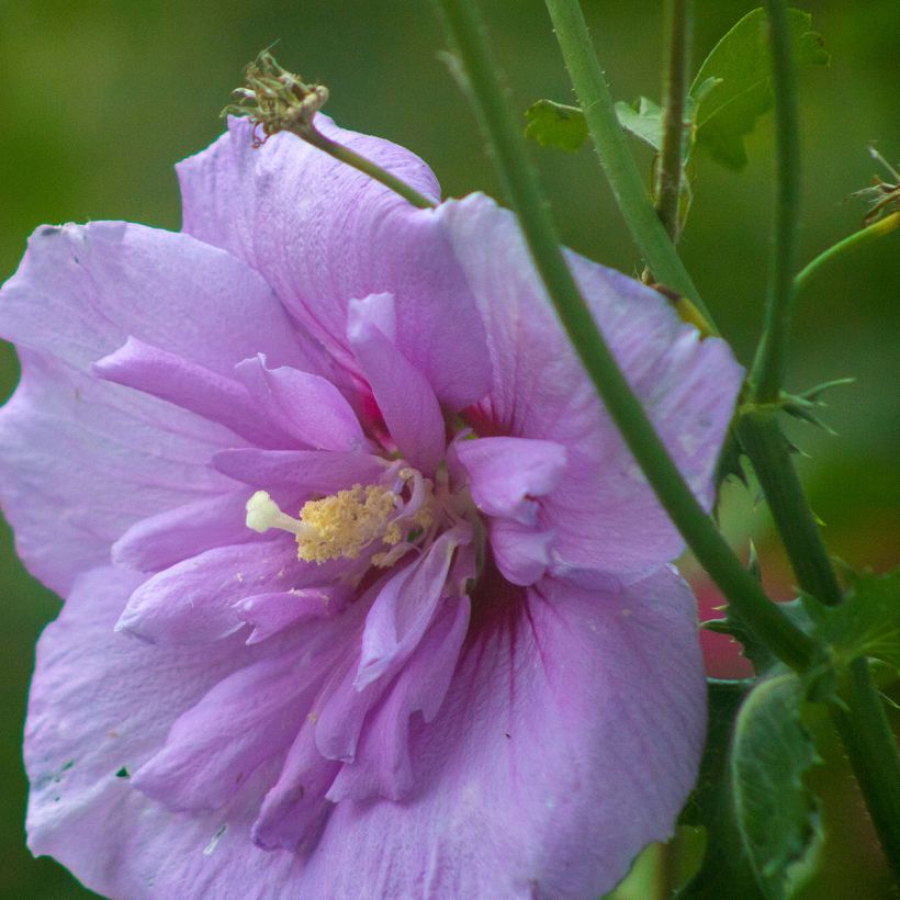 Syyrianhiiskus Lavender Chiffon (Kukinta)