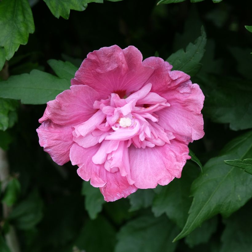 Syyrianhiiskus Magenta Chiffon (Kukinta)