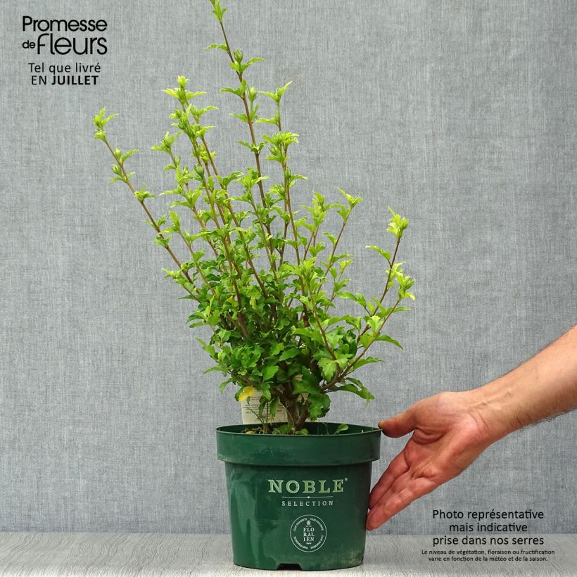 Esimerkki kesällä toimitetusta Syyrianhiiskus Pink Chiffon Pot de 3L/4L-taimesta