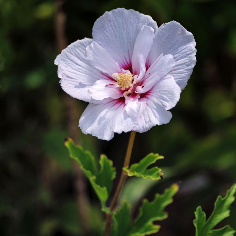 Syyrianhiiskus Pink Chiffon (Kukinta)