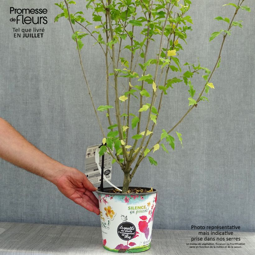 Esimerkki kesällä toimitetusta Syyrianhiiskus Pinky Spot Pot de 4L/5L-taimesta