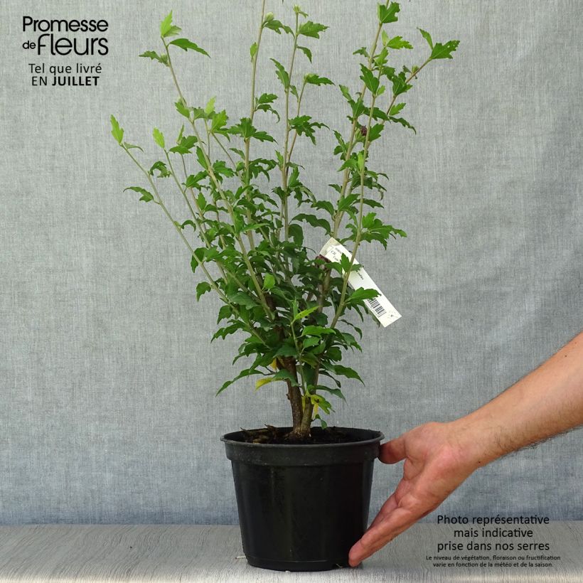 Esimerkki kesällä toimitetusta Syyrianhiiskus Purple Ruffles Pot de 3L/4L-taimesta