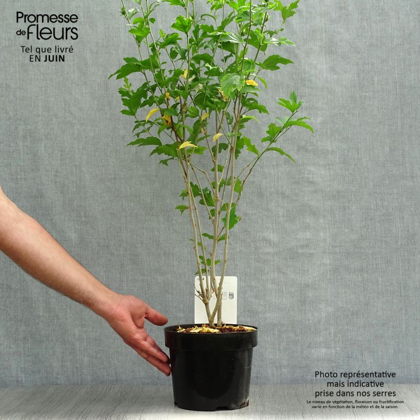Esimerkki kesällä toimitetusta Syyrianhiiskus Shintaeyang Pot de 3L/4L-taimesta