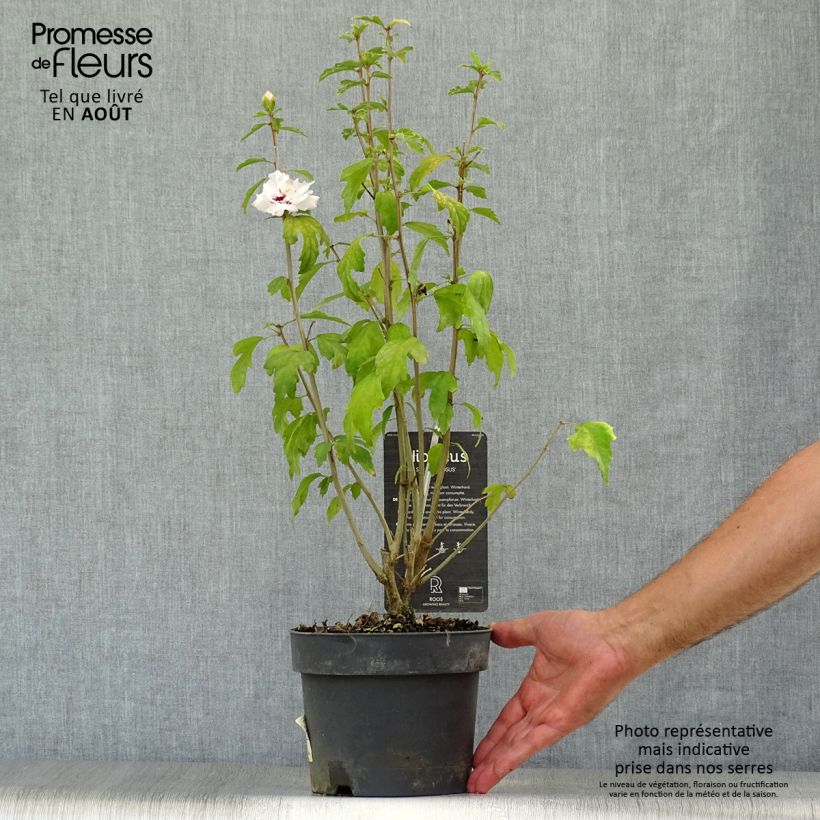 Esimerkki kesällä toimitetusta Syyrianhiiskus Speciosus Pot de 2L/3L-taimesta