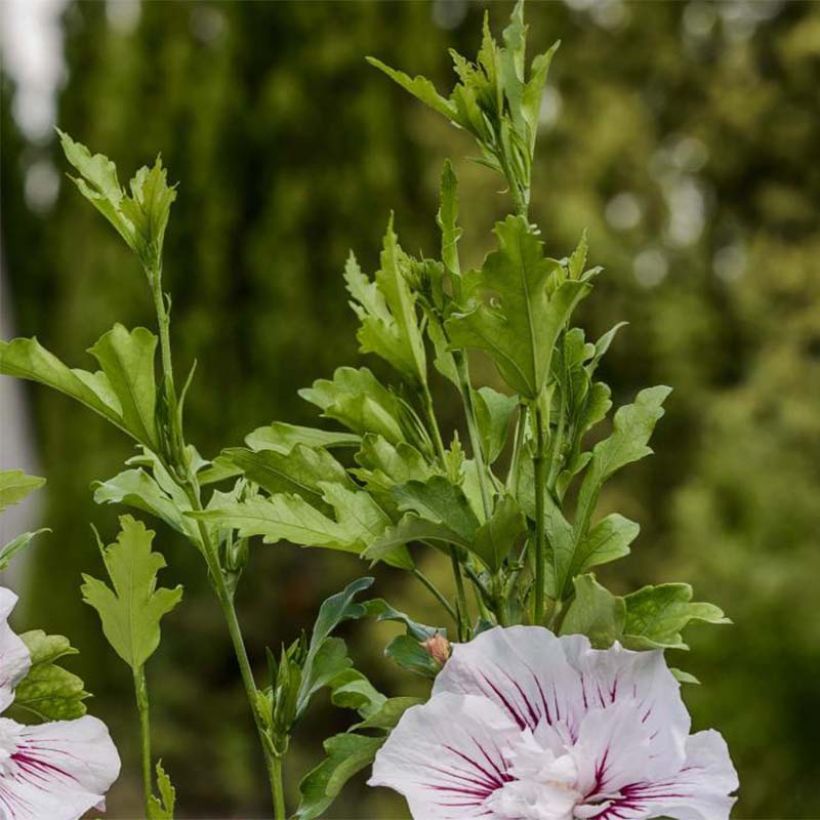 Syyrianhiiskus Starburst Chiffon (Lehvistö)