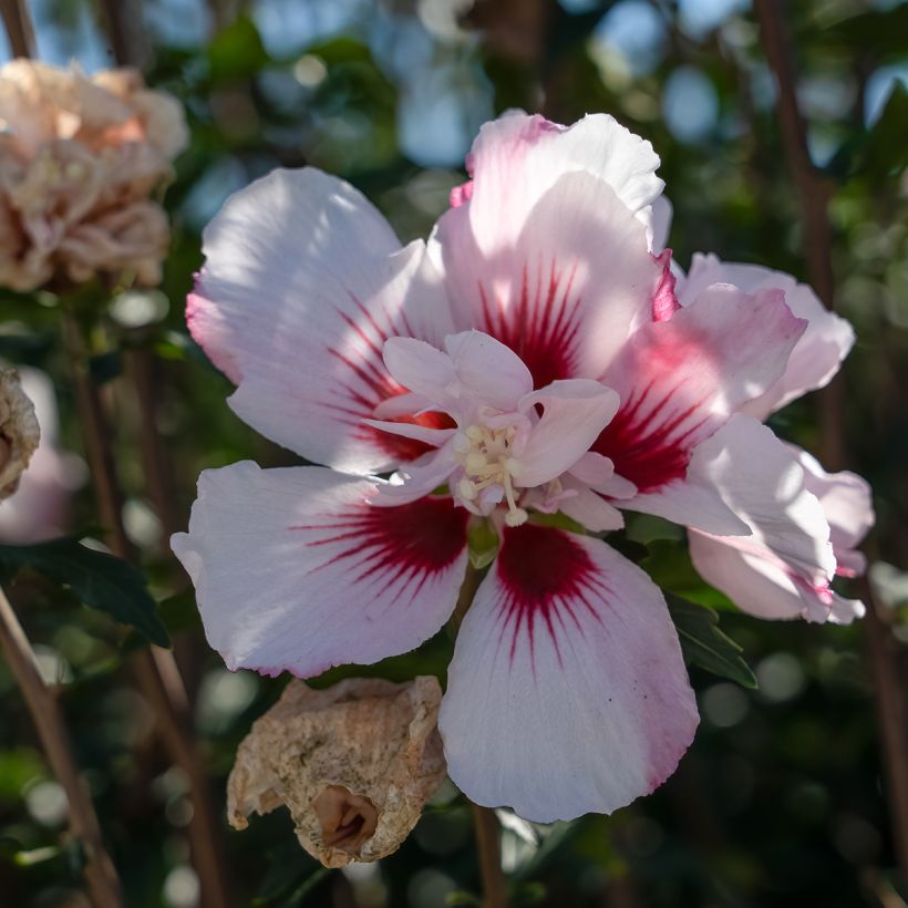 Syyrianhiiskus Starburst Chiffon (Kukinta)