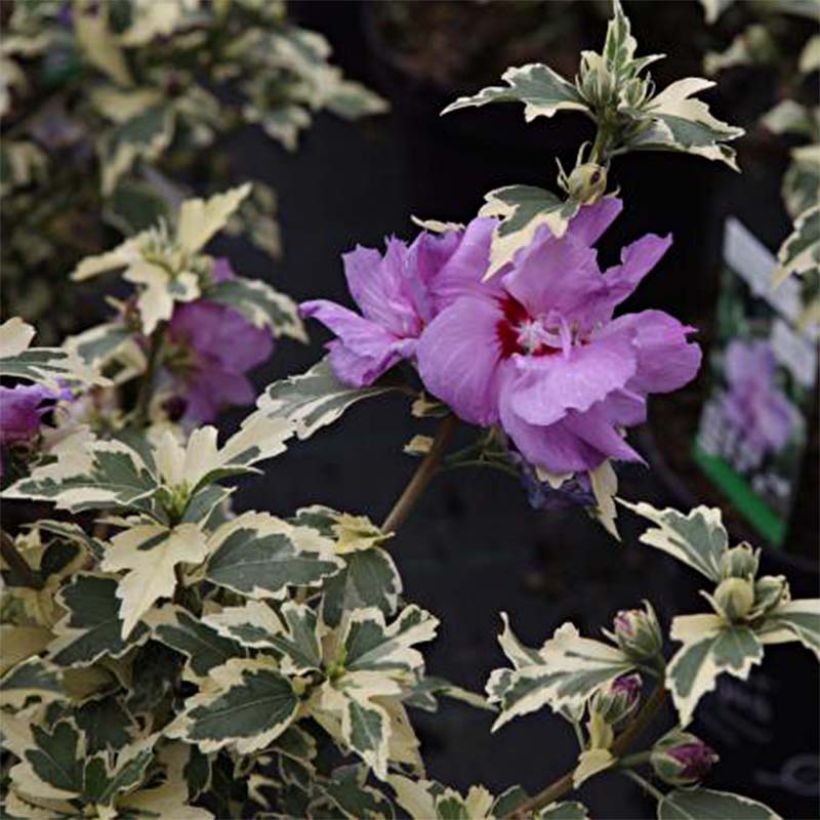 Syyrianhiiskus Summer Ruffle (Lehvistö)