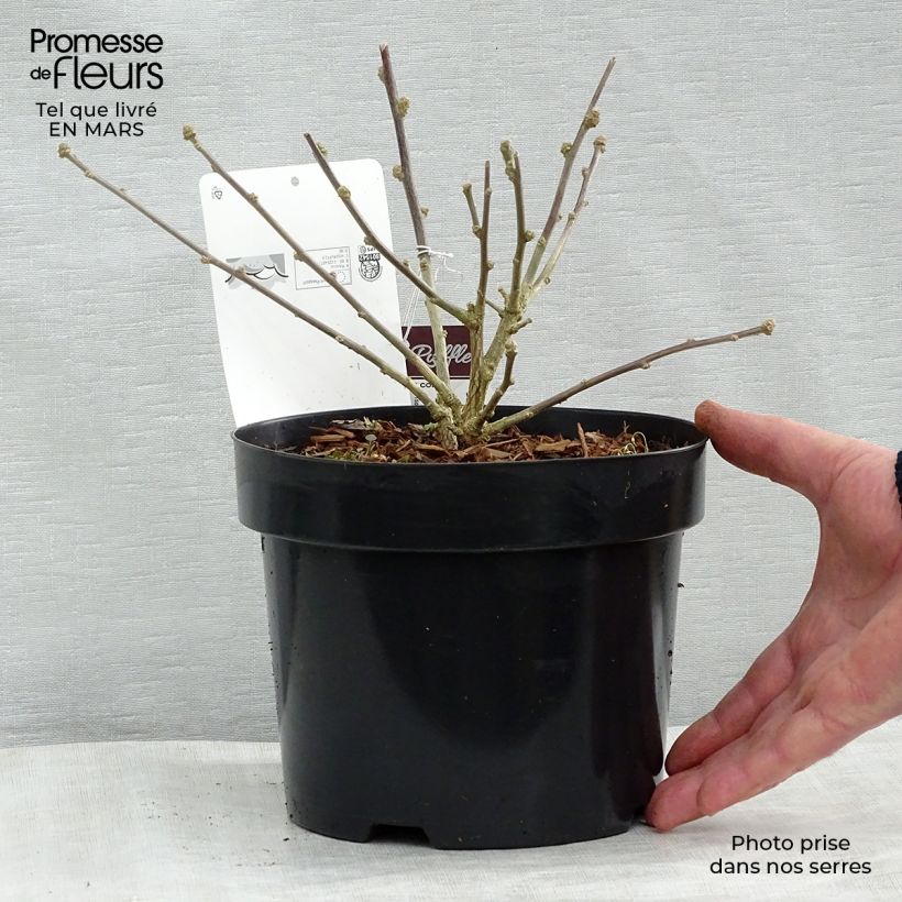Esimerkki keväällä toimitetusta Syyrianhiiskus Summer Ruffle Pot de 3L/4L-taimesta
