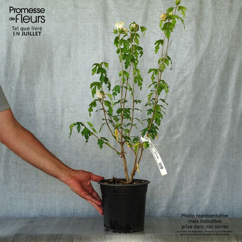 Esimerkki kesällä toimitetusta Syyrianhiiskus Sup'Heart Pot de 3L/4L-taimesta