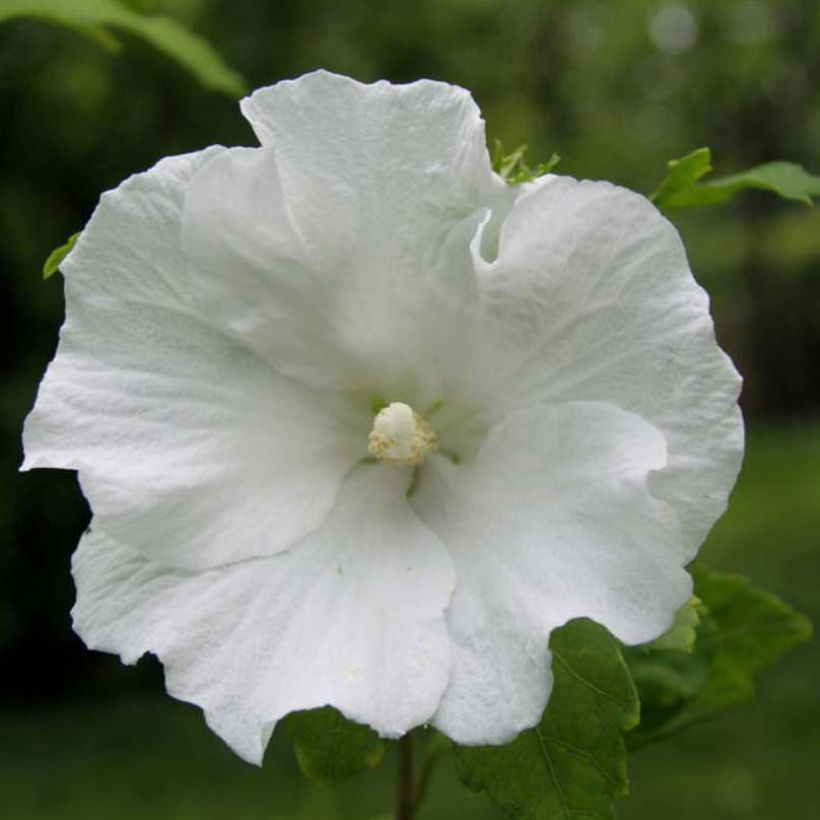 Syyrianhiiskus Totus Albus (Kukinta)