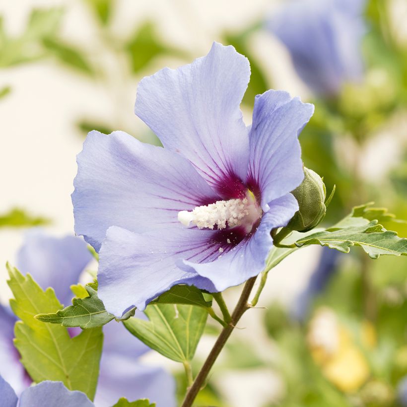 Syyrianhiiskus Ultramarine (Kukinta)