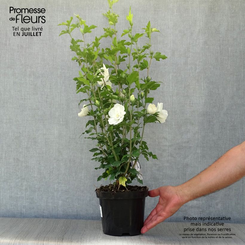 Esimerkki kesällä toimitetusta Syyrianhiiskus White Chiffon Pot de 2L/3L-taimesta