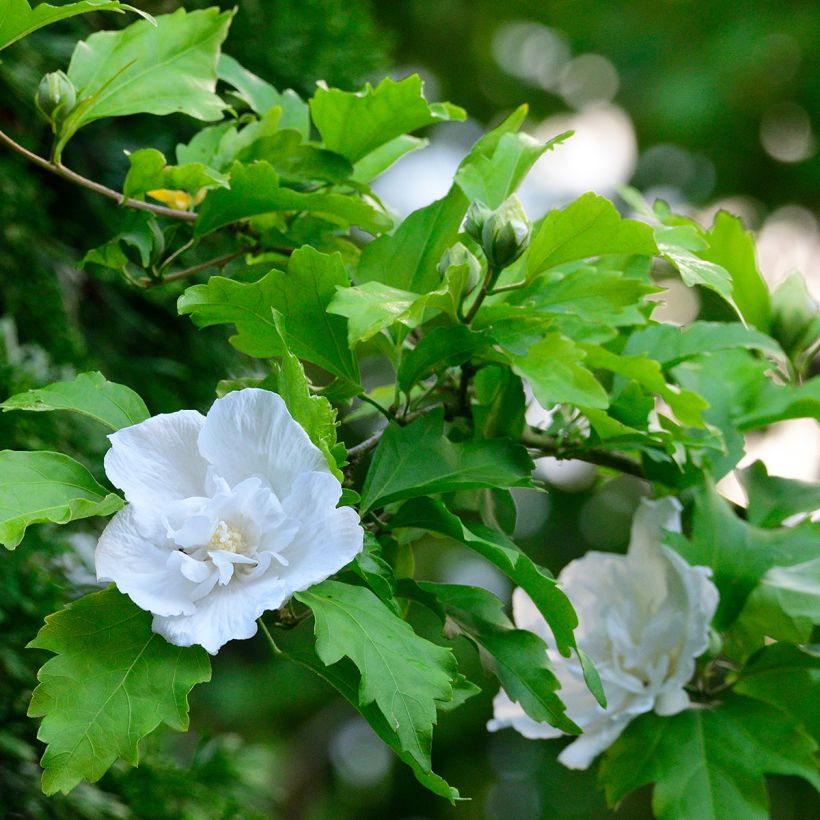 Syyrianhiiskus White Chiffon (Lehvistö)