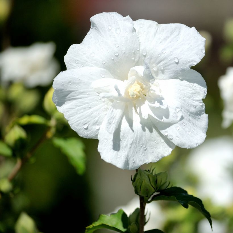 Syyrianhiiskus White Chiffon (Kukinta)