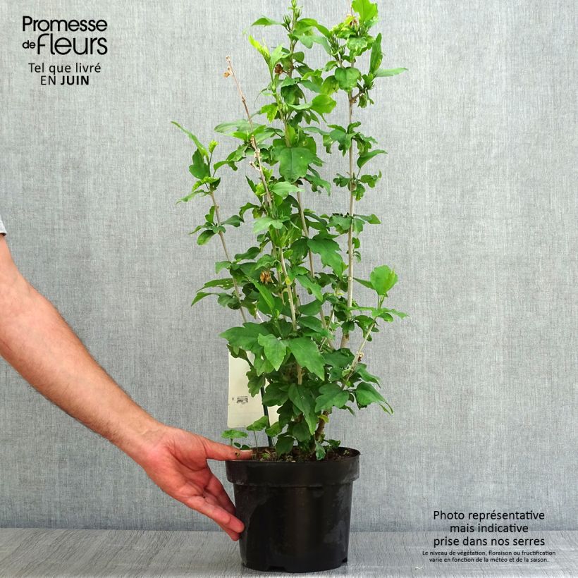 Esimerkki kesällä toimitetusta Syyrianhiiskus Woodbridge Pot de 2L/3L-taimesta