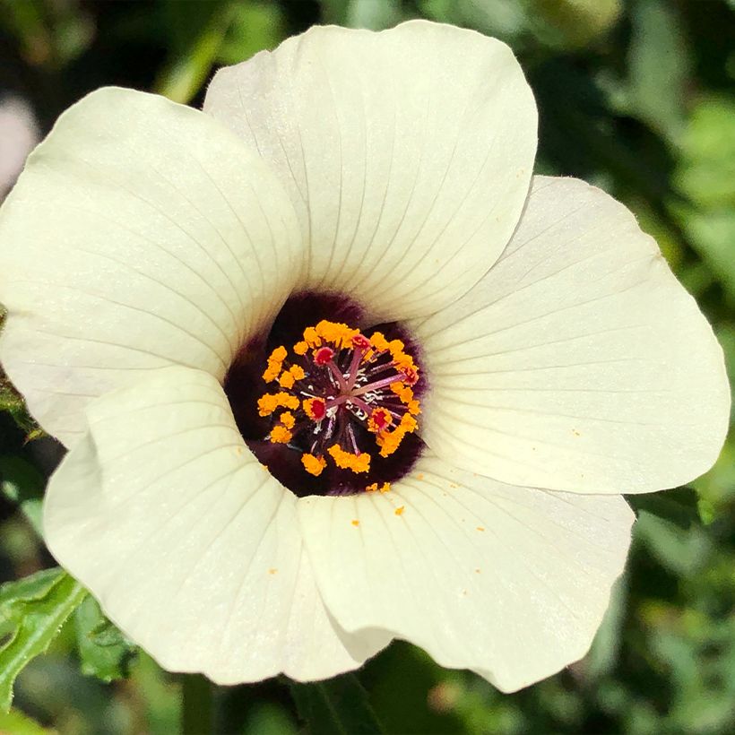 Ajannäyttäjä - Hibiscus trionum (Kukinta)