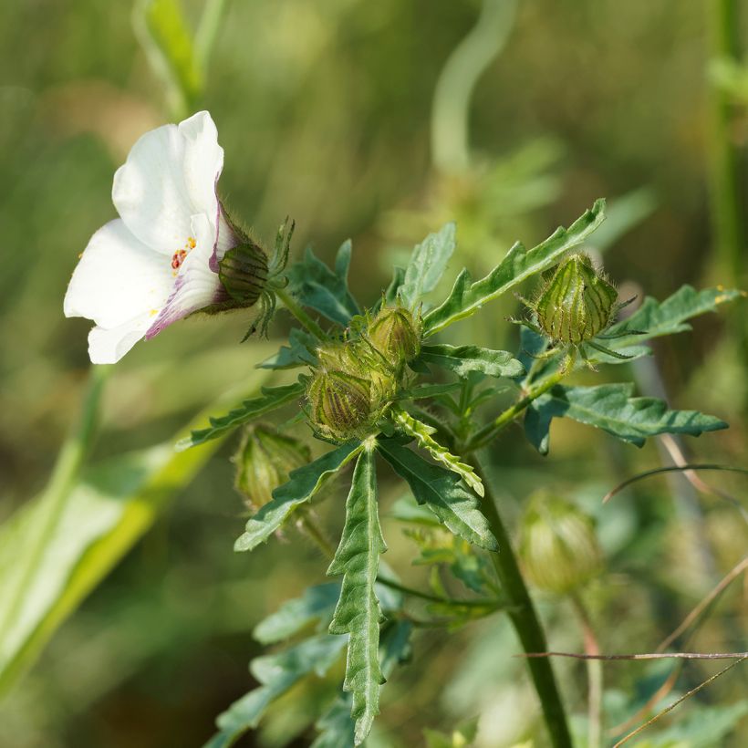 Ajannäyttäjä - Hibiscus trionum (Lehvistö)