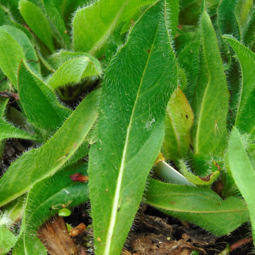 Salokeltano - Hieracium aurantiacum (Lehvistö)