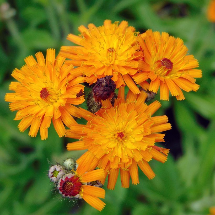 Salokeltano - Hieracium aurantiacum (Kukinta)