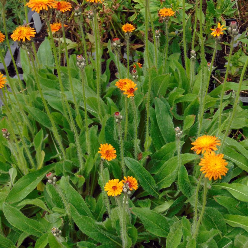 Salokeltano - Hieracium aurantiacum (Kasvutapa)