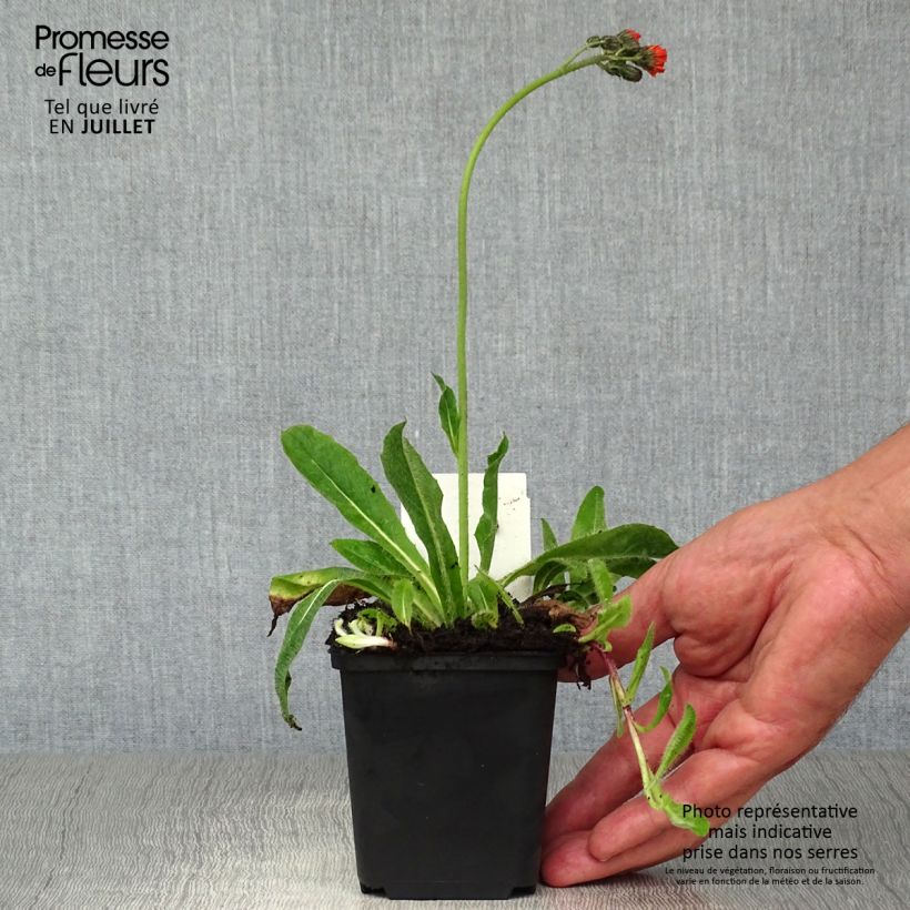 Esimerkki kesällä toimitetusta Salokeltano - Hieracium aurantiacum Godet de 8/9 cm-taimesta