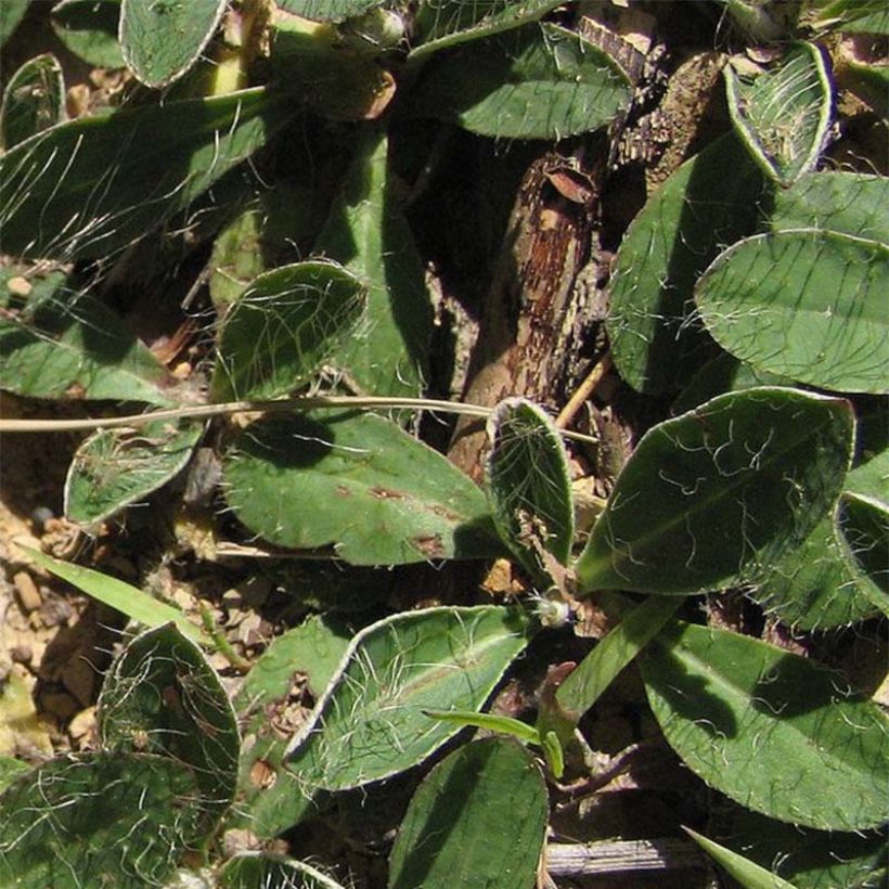 Huopavoikeltano - Hieracium pilosella (Lehvistö)