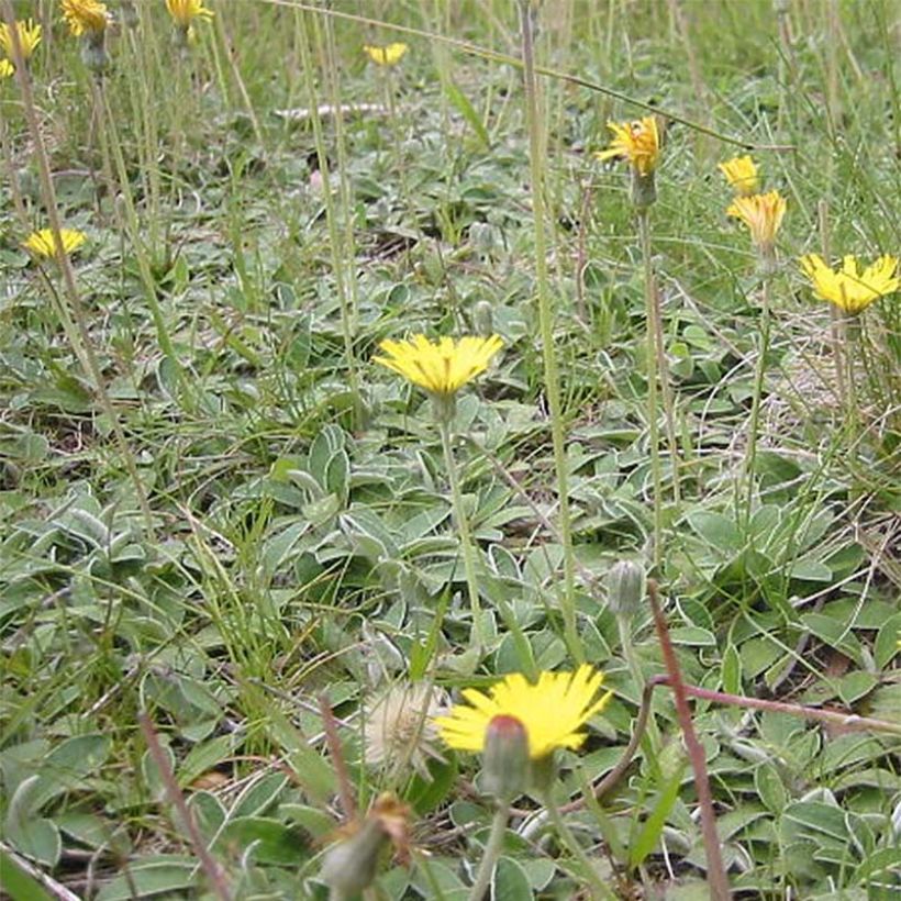 Huopavoikeltano - Hieracium pilosella (Kasvutapa)