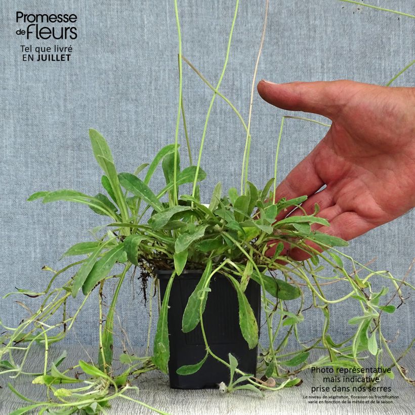 Esimerkki kesällä toimitetusta Huopavoikeltano - Hieracium pilosella Godet de 8/9 cm-taimesta