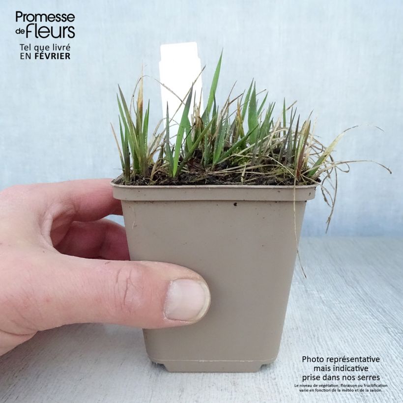 Esimerkki talvella toimitetusta Tuoksumaarianheinä - Hierochloe odorata 8/9 cm taimiruukku-taimesta