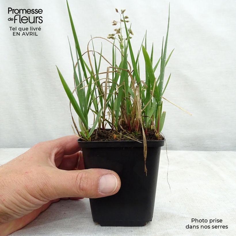 Esimerkki keväällä toimitetusta Tuoksumaarianheinä - Hierochloe odorata Godet de 8/9 cm-taimesta