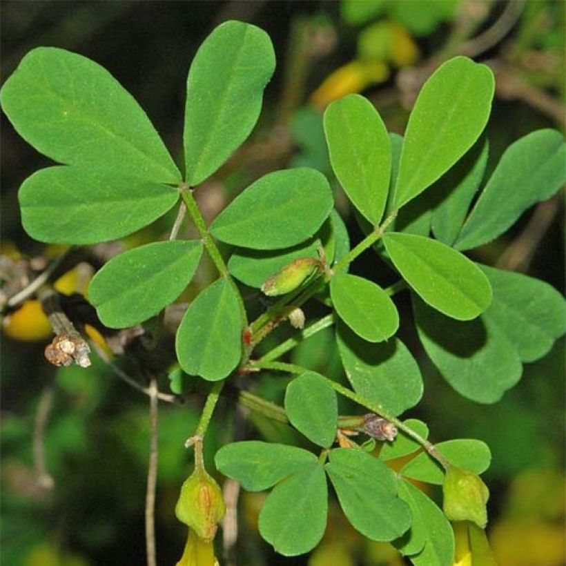 Pensashevonpalko - Hippocrepis emerus (Lehvistö)