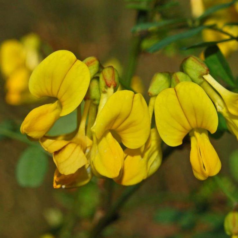 Pensashevonpalko - Hippocrepis emerus (Kukinta)