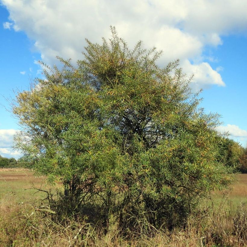 Tyrni - Hippophae rhamnoides (Kasvutapa)