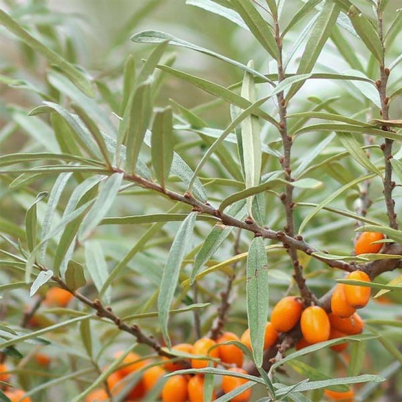 Tyrni Friesdorfer Orange (Lehvistö)