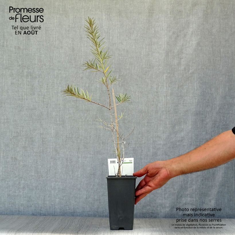 Esimerkki kesällä toimitetusta Tyrni Friesdorfer Orange Pot de 1,5L/2L-taimesta