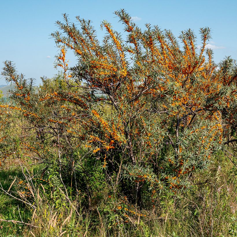 Tyrni Orange Energy (Kasvutapa)