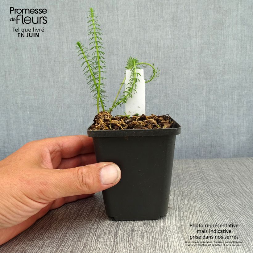 Esimerkki kesällä toimitetusta Vesikuusi - Hippuris vulgaris Godet de 8/9 cm-taimesta