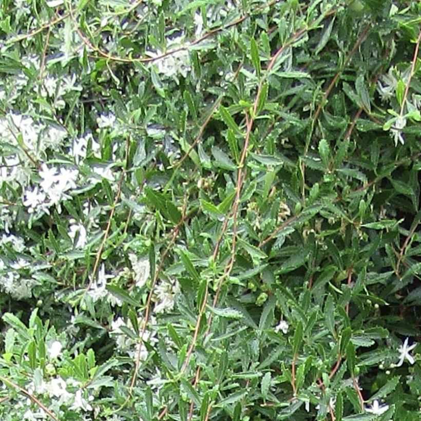 Hoheria sexstylosa Snow White (Lehvistö)