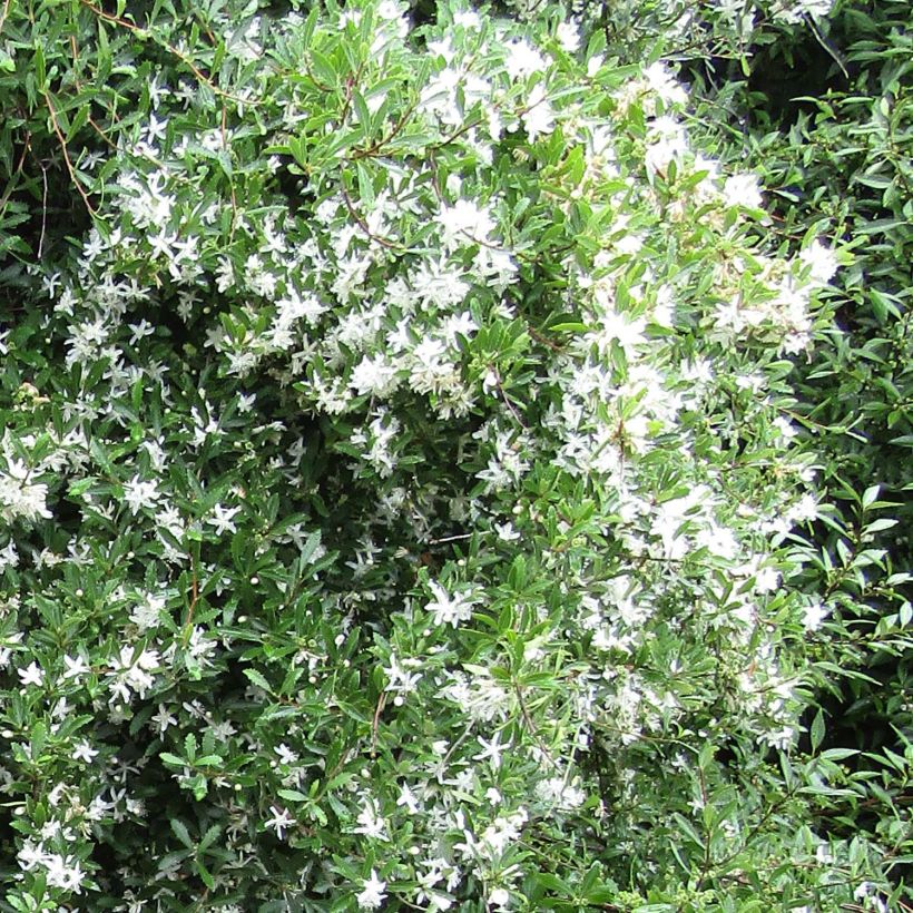 Hoheria sexstylosa Snow White (Kukinta)