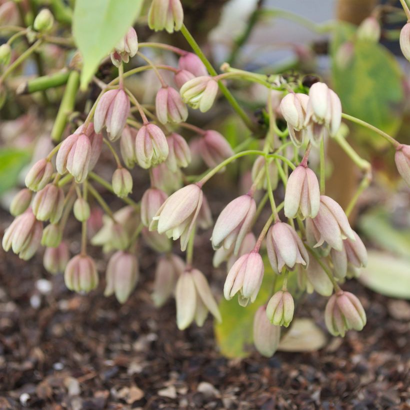 Holboellia traversii (Kukinta)