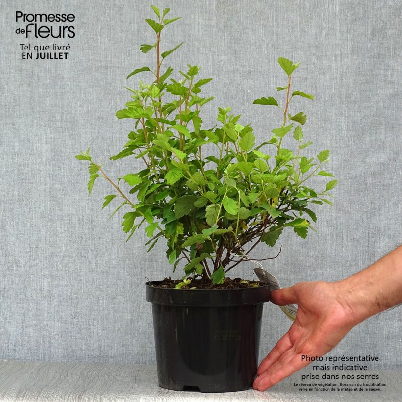 Esimerkki kesällä toimitetusta Holodiscus discolor Pot de 4L/5L-taimesta
