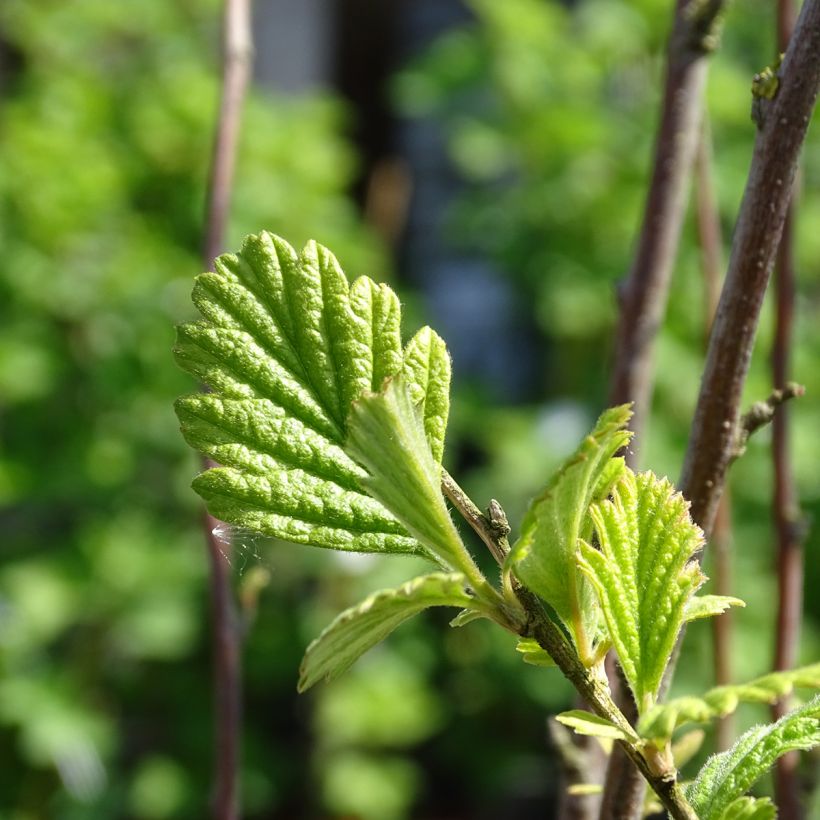 Holodiscus discolor (Lehvistö)