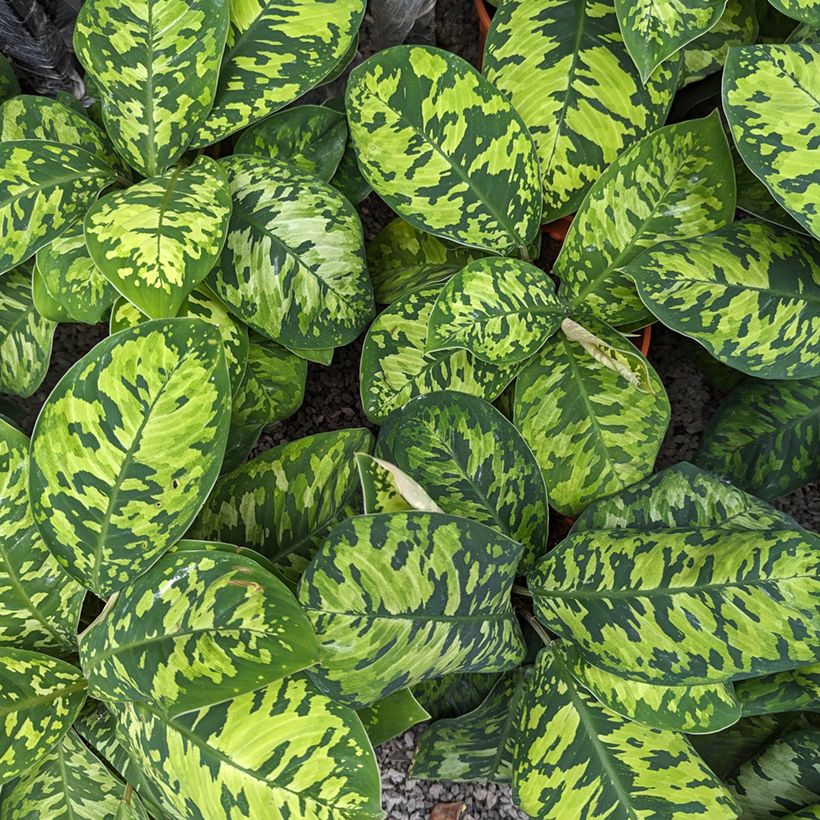 Aglaonema wallisii Camouflage (Lehvistö)