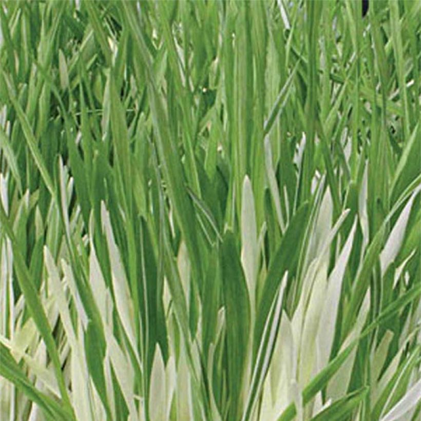 Ohra Variegata (siemenet) (Lehvistö)